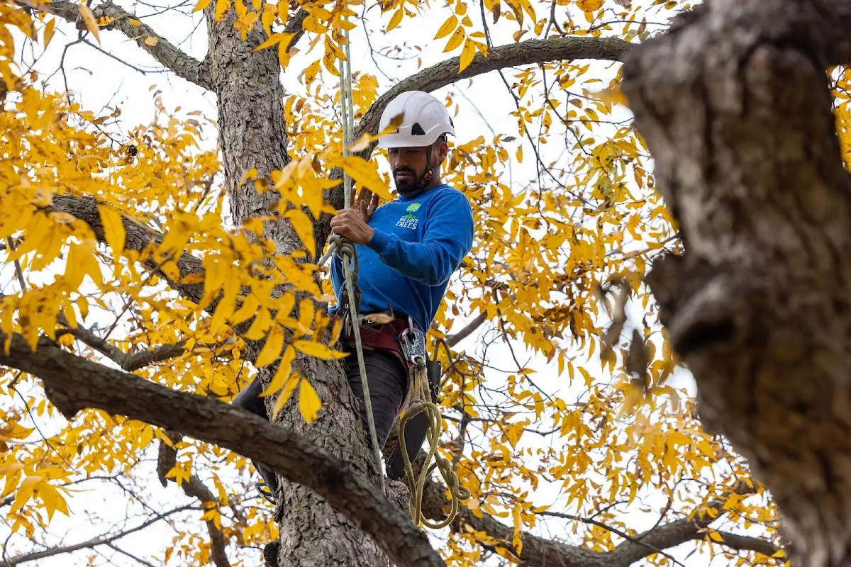 Skilled Tree Transplanting crew working in Grass Valley