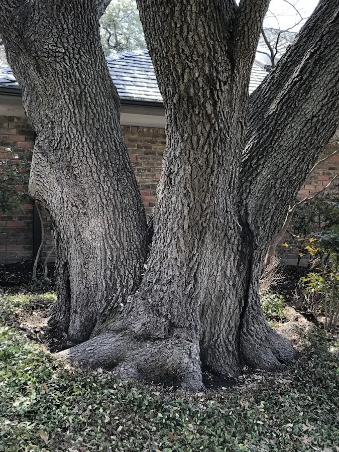 Mature heritage tree close to a Grass Valley property cared for by certified arborists